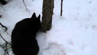 Schipperke dives head first into snow and finds a mouse [upl. by Firehs]