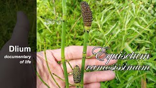 Branched horsetail Equisetum ramosissimum [upl. by Peyton]