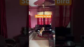 Scooby vs bird 🐦 ll Scooby beagle funny videos cutebeagle beagleworld puppy [upl. by Yenhpad]