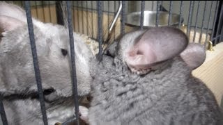 Chinchilla LOVE SQUEAKS [upl. by Omari]