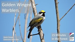 Fifteen Minutes in the Forest Golden Winged Warblers [upl. by Yer]