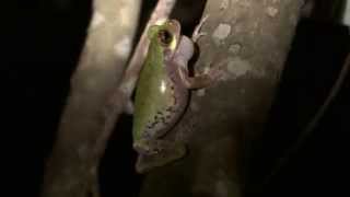 Calling male Birdvoiced Treefrog Hyla avivoca [upl. by Anyzratak]