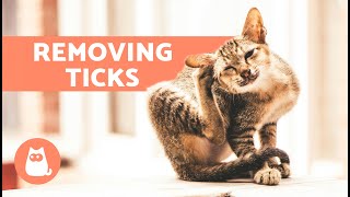 6 HOME REMEDIES for TICKS in CATS 🐱🕷️ Are They Effective [upl. by Luane]