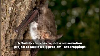 Pioneering project to tackle church bat dropping problem [upl. by Nnave721]