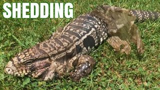 Argentine Tegu Shedding Outside [upl. by Ecinna35]