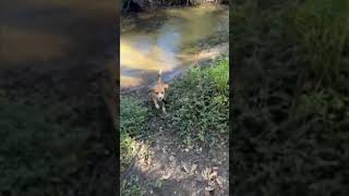 Beagles weekends beagle beaglemania funny doglover cute pets [upl. by Esinek]