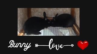 Bunny Love First Time Mating  hilarious [upl. by Jacqueline]