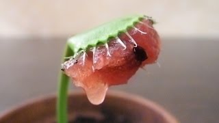 Venus Fly Trap loves WATERMELON [upl. by Kwabena888]