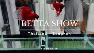 Betta Show in Thailand 2019 [upl. by Artinad]