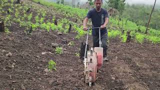 Sowing of Maize seeds [upl. by Ahgem]