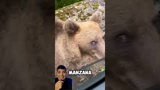 El oso hace una cara graciosa animals humor [upl. by Butterfield]