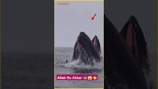 Ye kaisa bhale Machhali hai 🐳👈 shortvideo samundar whale viralshort [upl. by Simeon]