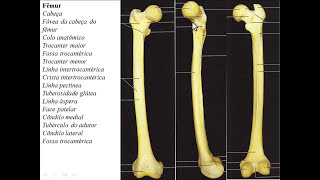OSSOS DE MEMBRO INFERIOR PARTE 2  OSSO DA COXA FÊMUR E PATELA [upl. by Atsev]