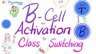 BCell Activation and Class Switching  Immunology  Physiology Series [upl. by Sulecram]