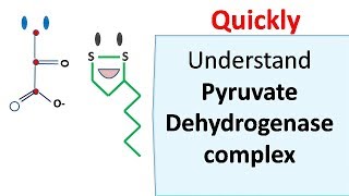 Pyruvate dehydrogenase complex [upl. by Dace]