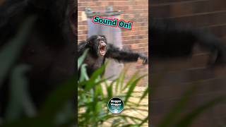 Drama Chimpanzee Style 🐵chimpanzees ChesterZooMoment [upl. by Gaidano]