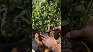 lets repotting dendrobium orchid plants with best simple techniques short plant [upl. by Nylg]