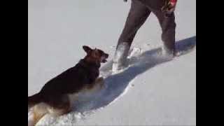 Dog Stepping on Snowshoes [upl. by Clancy364]