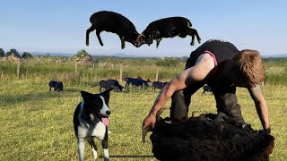 Shearing season Amazing sheepdog rams fighting [upl. by Biddick]