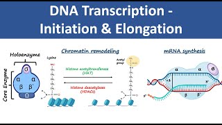 DNA Transcription Initiation amp Elongation  In Prokaryotes amp Eukaryotes  Biochemistry [upl. by Nie938]