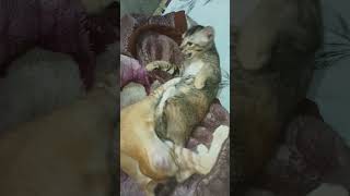 😻lovely🥰fight 🤩 cat cute funny subscribe 💓 [upl. by Nahtannhoj23]