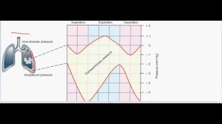 Transpulmonary pressure  intrapleural pressure part 1 [upl. by Hillary]