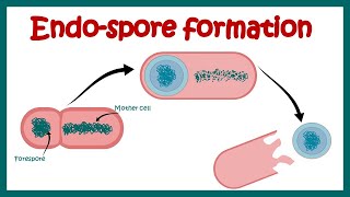 Endospore formation in bacteria  Structure of endospore  endospore forming pathogenic bacteria [upl. by Susanne]