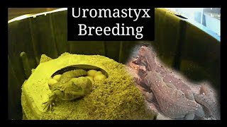 Ocellated Uromastyx Breeding layboxegg collecting [upl. by Annahsohs155]