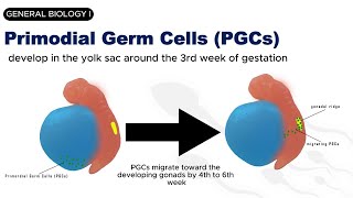 GENERAL BIOLOGY I  GAMETOGENESIS  SPERMATOGENESIS [upl. by Secnarf]