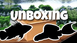 UNBOXING de POISSONS amazoniens [upl. by Willyt759]