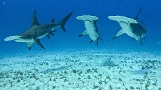 Great Hammerheads [upl. by Flowers]