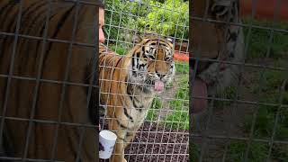 Big kitten Kai enjoys his milk 🐯 tiger animals cuteanimals wildlife ballarat animalshorts [upl. by Kciv]