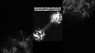 Neurons in two different compartments extend their neurites amp establish a connection neuroscience [upl. by Ralston409]