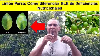 Limón Persa Cómo diferenciar HLB Bacteriosis vs Deficiencias Nutricionales agricultura limón [upl. by Uamak973]