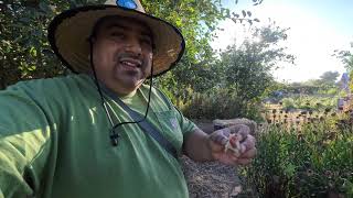 Richmond California Vlog Wonderful 📸 Day With Francisco Meza  Bay Area Garden  Meza Media YouTube [upl. by Ainavi]