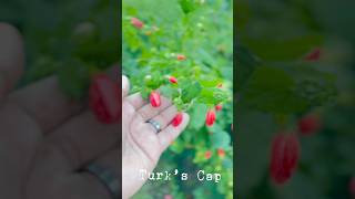 Turk’s Cap Fruit [upl. by Aleta]