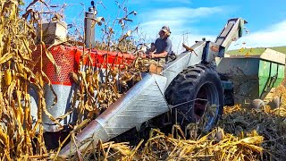 Picking Corn on a Small Family Dairy Farm Harvest 2023 Part One [upl. by Ehsrop262]