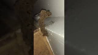 Signs of Termite Infestation Understanding Termite Tubes  Houston Pest Control Tips [upl. by Jo-Anne]