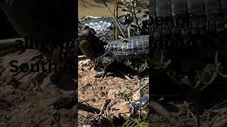 Black Caiman Largest Alligator Family Member in South America wildlife nature [upl. by Alver]