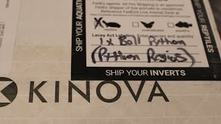 Unboxing from Kinova Monarch clown project snake reptiles ballpython [upl. by Idola]