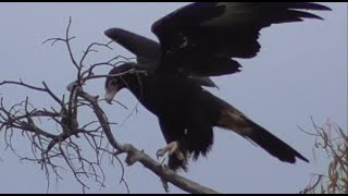 Raptors  wedgetail eagle and blackshouldered kite [upl. by Jaquelin]