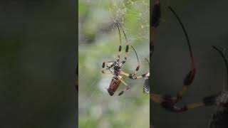 Golden silk orbweaver spider spinning web on prey [upl. by Barling]