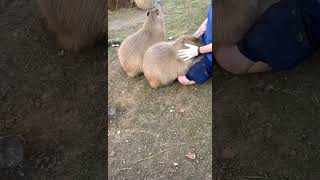 Capybara requires attention Petting a Capybara cute animal video Drusillas Park [upl. by Ynaffets]