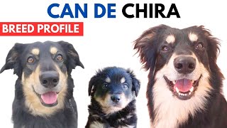 Can de Chira Breed Profile History  Price  Traits  Perro Pastor altoaragonés Grooming Needs [upl. by Sayres]