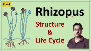 Rhizopus  Structure  Reproduction and Life cycle  Zygomycetes [upl. by Onurb]