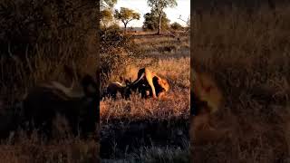 Lion hunt hyena animals wildlife wildanimals foryou fyp [upl. by Gilchrist]