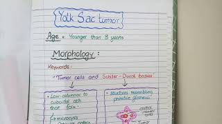 SEMINOMA and NONSEMINOMAS  Testicular Cancers Pathology [upl. by Thornton374]