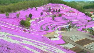 藻琴山温泉芝桜公園HD1280x720p Ground Cherry Blossom in Hokkaido [upl. by Neri718]