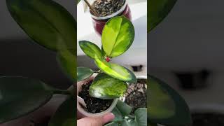 Hoya Australis Lisa хойя plants цветы мояколлекциядомашнихрастений [upl. by Stern681]