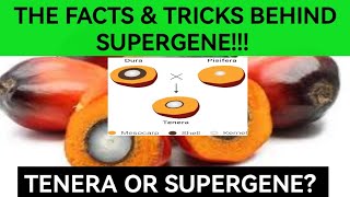 Facts And Myths About Supergene Oil Palm  Tenera Hybrid Vs Supergene [upl. by Monte298]